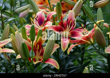 lilium orange et grenat Avalon Sunset  (jardin du ruisseau de l'église 2023) Stock Photo