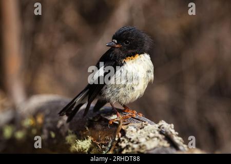 A South Island Tomtit - Petroica macrocephala - portrait as it stands on a low branch looking over its shoulder. Stock Photo