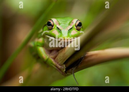 Green and Golden Bell Frog - Litoria aurea - holding onto a reed with its long fingers making great eye contact with its large bulging eyes. Stock Photo