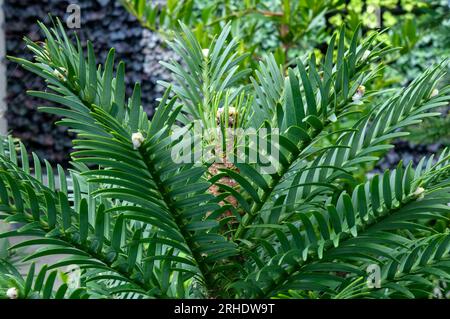 Sydney Australia, young wollemi pine growing in garden Stock Photo
