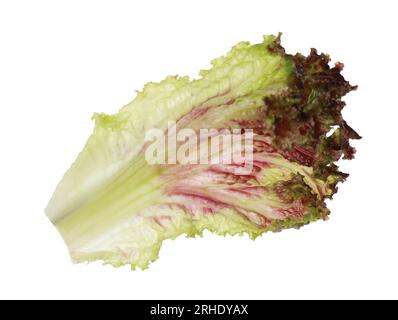 Leaf of fresh red coral lettuce isolated on white Stock Photo