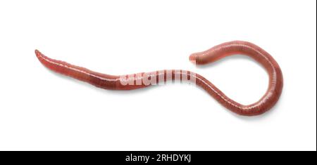 One earthworm isolated on white. Terrestrial invertebrates Stock Photo