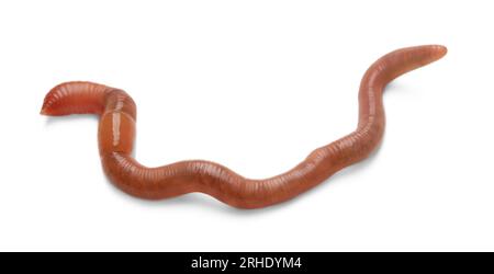 One earthworm isolated on white. Terrestrial invertebrates Stock Photo