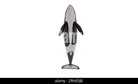 3d rendering of isolated orca whale on a white background. illustration ...