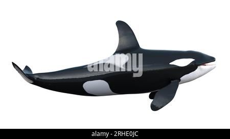 3d rendering of isolated orca whale jump on a white background ...