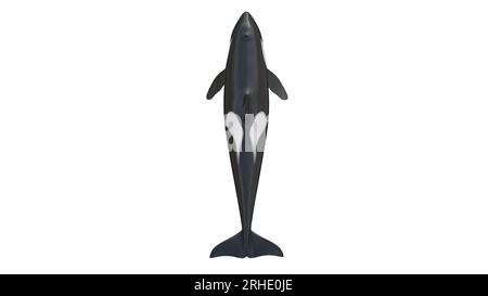 3d rendering of isolated orca whale on a white background. illustration ...