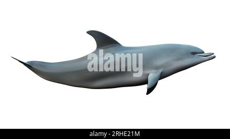 bottlenose and spinner dolphins 3D render. isolated dolphin on a white background Stock Photo