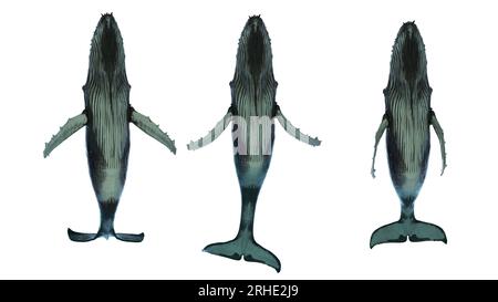 Isolated 3d humpback whale swimming bottom view- low angle on white background Stock Photo