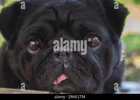 Black pug portrait. Funny dog face. Best human friend. Domestic dogs concept. Black pug looking at camera. Adorable lazy pug. Small black dog. Stock Photo
