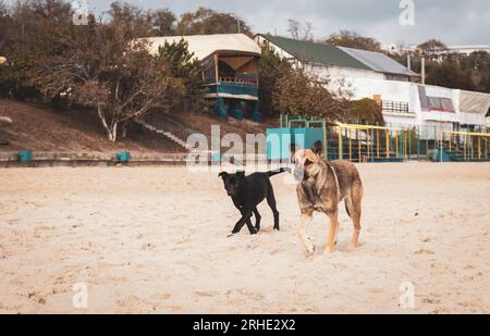 Two dogs on the beach. Pet concept. Domestic animals concept. Cute puppy and dog on the sand. Animal friendship concept. Homeless dogs. Canine friends Stock Photo