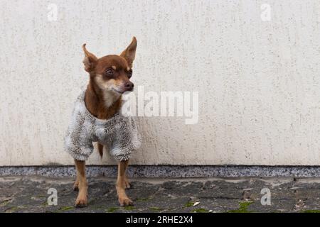 Small dog in winter clothes. Companion dog on the street. Pet fashion. Funny little dog standing along. Dog clothes in cold weather. Miniature puppy. Stock Photo