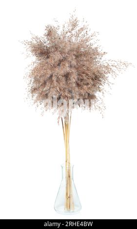Dry decorative pampas grass in a glass vase, isolated on white background close-up Stock Photo
