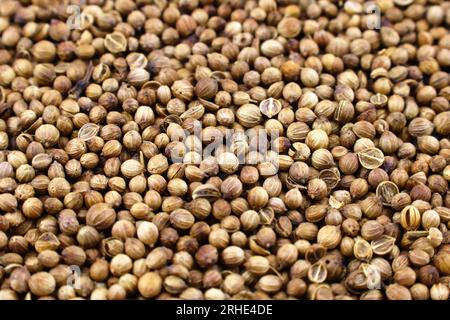 Dried whole brown cilantro or coriander seeds close up. Stock Photo