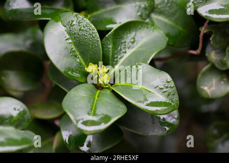 frech green leaves in raindrops Ligustrum japonicum Stock Photo