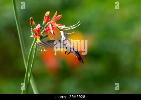 Ruby Topaz hummingbird, Chrysolampis mosquitus, feeding on a tropical flower in sunlight Stock Photo