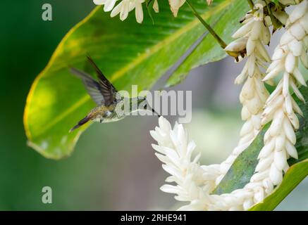 White-chested Emerald hummingbird, Amazilia brevirostris, pollinating a tropical white ginger lily in the rainforest of Trinidad Stock Photo