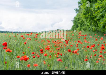 Flowering red common poppies in green barley field by forest trees under cloudy sky. Spring cornfield with corn poppy weeds in a melancholy landscape. Stock Photo