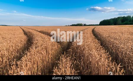 Closeup of ruts in bread wheat field in summer nature scenery. Triticum aestivum. Beautiful ripe cornfield in rural landscape with forest and blue sky. Stock Photo