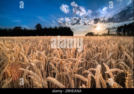Close-up of ripe common wheat ears at sunset in rural landscape. Triticum aestivum. Beautiful sunlit summer cornfield, forest or sun beams on blue sky. Stock Photo