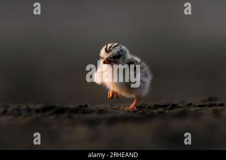 A small bird walking on the ground Stock Photo