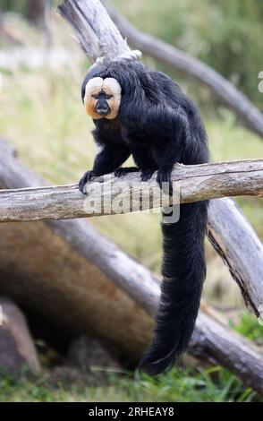 White-faced Saki Monkey Stock Photo - Alamy