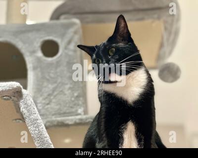 Elegant Black and White Siamese Cat Portrait, Lounging Indoors on a Gray Cat Tree Stock Photo