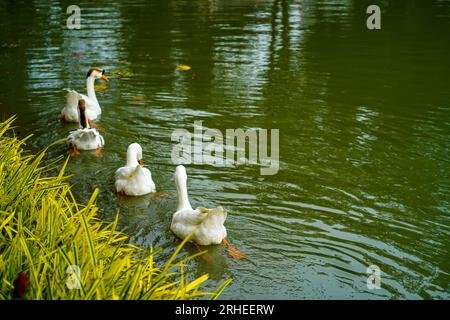 A group of geese is swimming back and forth in the small lake at Lembang Park, Menteng, Central Jakarta in summer day Stock Photo