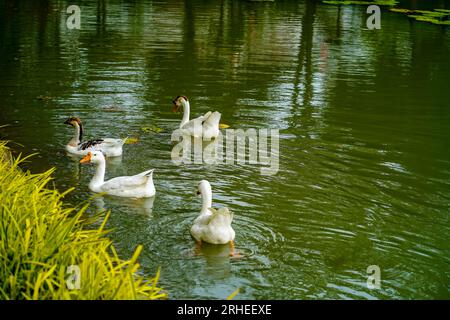 A group of geese is swimming back and forth in the small lake at Lembang Park, Menteng, Central Jakarta in summer day Stock Photo