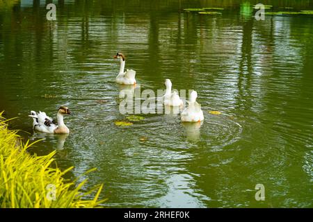 A group of geese is swimming back and forth in the small lake at Lembang Park, Menteng, Central Jakarta in summer day Stock Photo