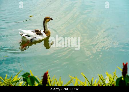 A group of geese is swimming back and forth in the small lake at Lembang Park, Menteng, Central Jakarta in summer day Stock Photo