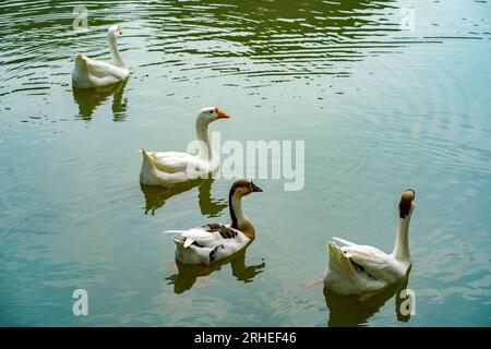 A group of geese is swimming back and forth in the small lake at Lembang Park, Menteng, Central Jakarta in summer day Stock Photo