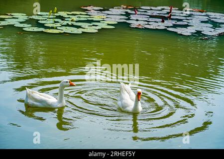 A group of geese is swimming back and forth in the small lake at Lembang Park, Menteng, Central Jakarta in summer day Stock Photo