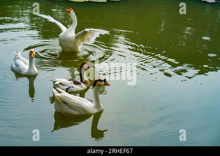 A group of geese is swimming back and forth in the small lake at Lembang Park, Menteng, Central Jakarta in summer day Stock Photo