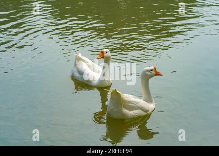 A group of geese is swimming back and forth in the small lake at Lembang Park, Menteng, Central Jakarta in summer day Stock Photo