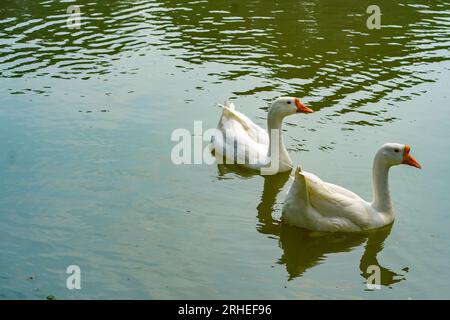 A group of geese is swimming back and forth in the small lake at Lembang Park, Menteng, Central Jakarta in summer day Stock Photo