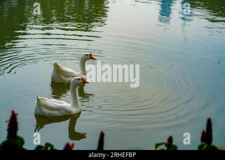 A group of geese is swimming back and forth in the small lake at Lembang Park, Menteng, Central Jakarta in summer day Stock Photo