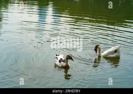 A group of geese is swimming back and forth in the small lake at Lembang Park, Menteng, Central Jakarta in summer day Stock Photo