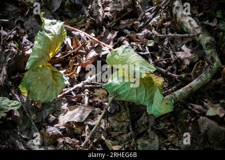 A few shrivelled curled leaves on a forest floor with twigs and small sticks and dead leaves in a patch of sunlight Stock Photo