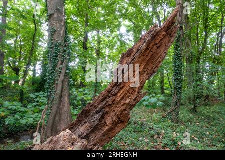 The standing remains of a rotten tree in a green woodland area Stock Photo
