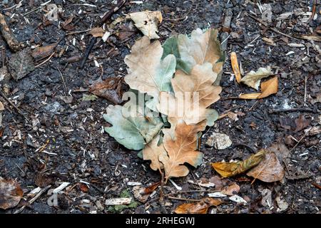 A small collection of fallen dry oak leaves ranging from pale green to brown on a woodland floor Stock Photo