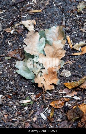 A small collection of fallen dry oak leaves ranging from pale green to brown on a woodland floor Stock Photo