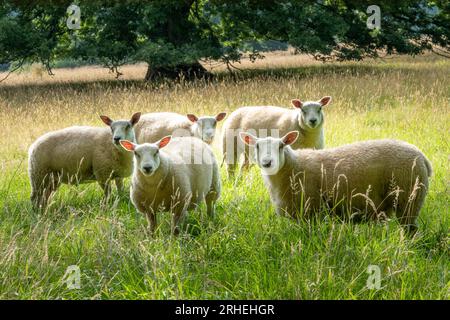Five sheep in tall grass field with sun behind them Stock Photo