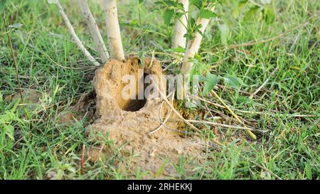 home eco ecological ants nest. Worker ants in a natural anthill, detail of wild life in nature Stock Photo