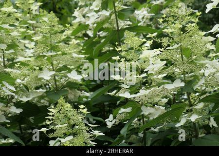 Closeup of white flowering upright flower stems of the summer flowering perennial garden plant hydrangea paniculata chantilly lace. Stock Photo
