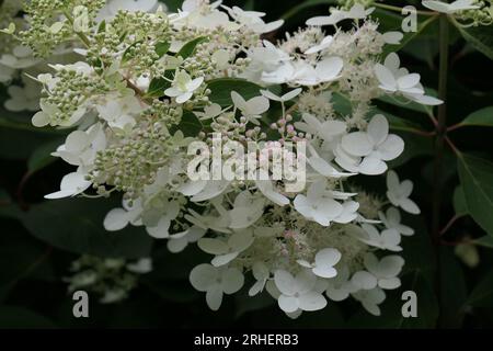 Closeup of the white conical flower turning pink of the perennial summer flowering garden shrub hydrangea paniculata chantilly lace. Stock Photo