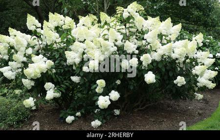 Closeup of the white flowers of the summer flowering garden shrub hydrangea paniculata vanille fraise. Stock Photo
