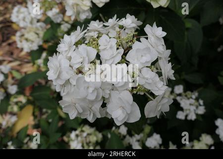 Closeup of the white flower heads of the summer flowering garden shrub hydrangea macrophylla wedding gown double delights. Stock Photo