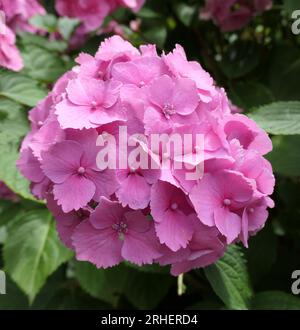 Vibrant hydrangea macrophylla Altona flower head soft green background. Authentic close up composition for gardening, floristry, paper,wellbeing uses. Stock Photo