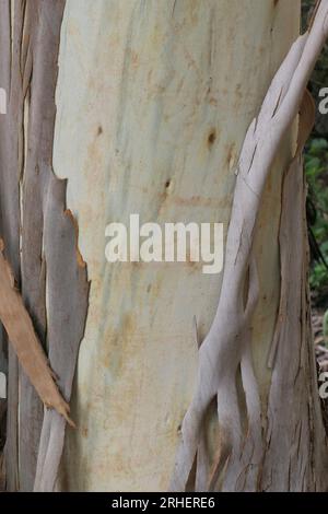 Closeup of the natural process of tree bark peeling on the garden tree Eucalyptus seen in summer. Stock Photo