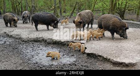 A group of wild boars is eating. They are females with their young. One of the little ones is standing in the mud. It just had a serious admonition fr Stock Photo